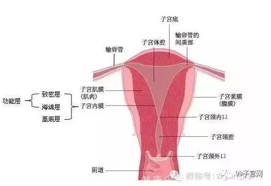 子宫肌层图图片