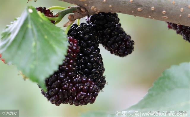 心慌心悸，焦虑，抑郁？四款食疗缓解情绪！——蔡志利医生