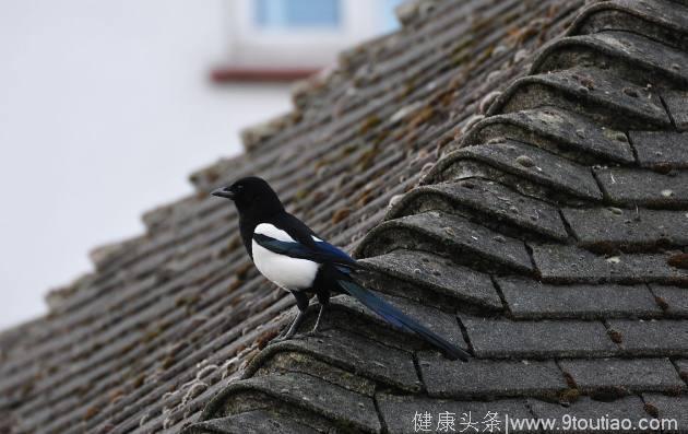 心理测试：哪只喜鹊在报喜？测你最近哪方面运气最旺？