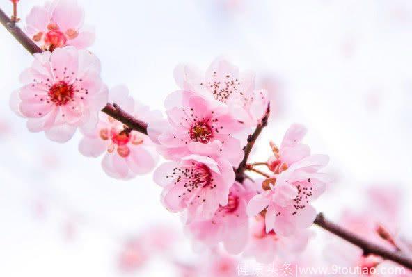 心理测试：哪种桃花开的最漂亮？测你6月会遇上什么样的桃花！