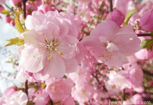 心理测试：哪种桃花开的最漂亮？测你6月会遇上什么样的桃花！