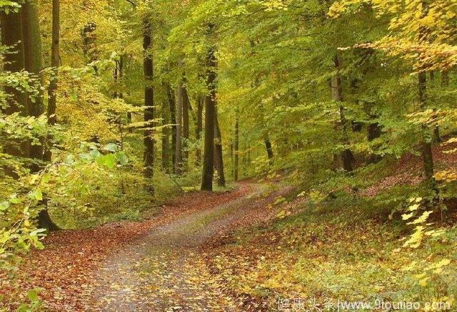 心理测试：哪个林间小道最适合情侣散步？测测你的TA是否很爱你