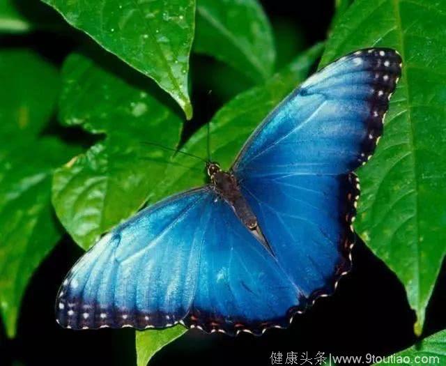 心理测试：哪只蝴蝶最漂亮，测你的性格和异性缘