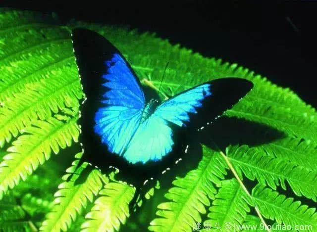 心理测试：哪只蝴蝶最漂亮，测你的性格和异性缘