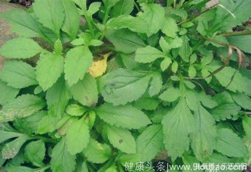 农村不起眼的野菜，食疗功效强大，润肤美容，别错过了