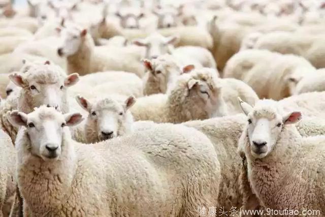 养羊知识：羊呕吐是什么原因 羊关节炎，羊关节水肿怎么办
