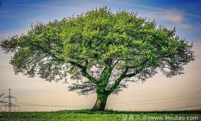 心理测试：看哪一棵树会让你觉得孤独？测试你前世修炼多久才成仙