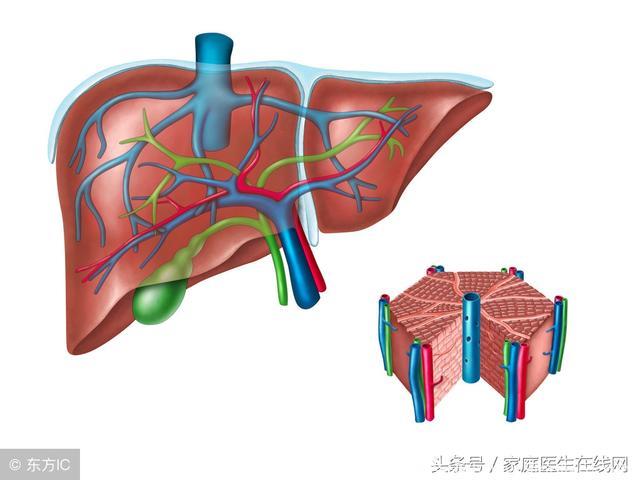 肝不好如何预防肝硬化？这份预防清单，刚好是送给你的