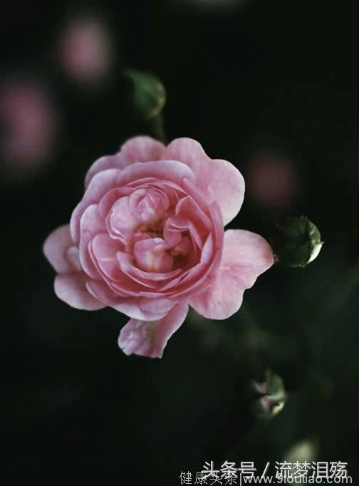 心理测试：哪朵雨中玫瑰最惊艳？测你的哪种气质最令异性着迷？