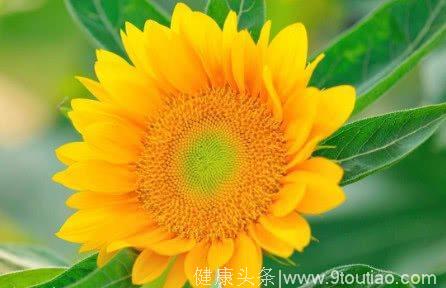 心理测试：4朵太阳花，你最喜欢哪朵？测你接下来会有什么好运！