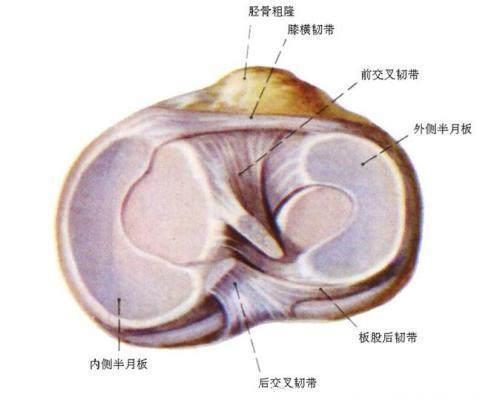 人老先老腿，解读膝关节关节炎！一套老方法，受益几代人！