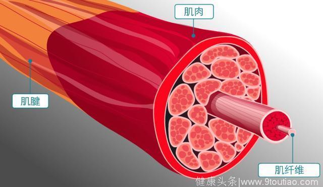 如何通过力训练增加肌肉？掌握这3点，让你迅速变强大