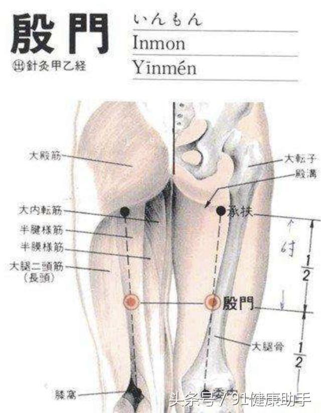 穴位养生｜腰背痛、坐骨神经痛、下肢麻按殷门 强腿健腰通经活络