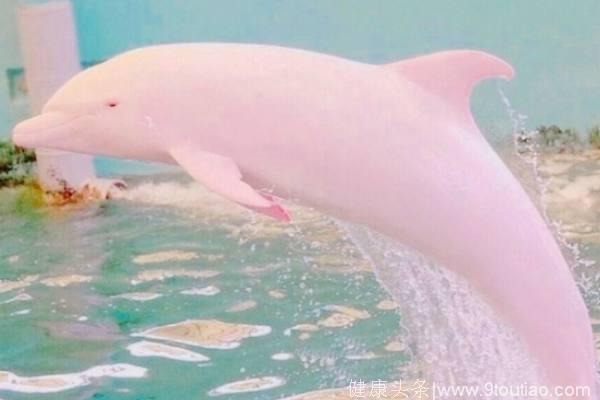 心理测试：4只粉色海豚，哪只最善良？测你的TA性格有多好