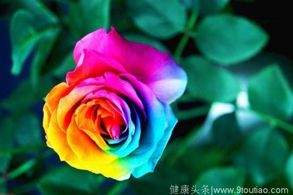 心理测试：4朵彩虹玫瑰，哪朵代表真爱？测你的宿命恋人何时出现