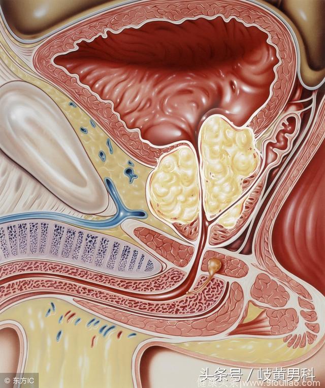 两分钟读懂前列腺液的常规检查