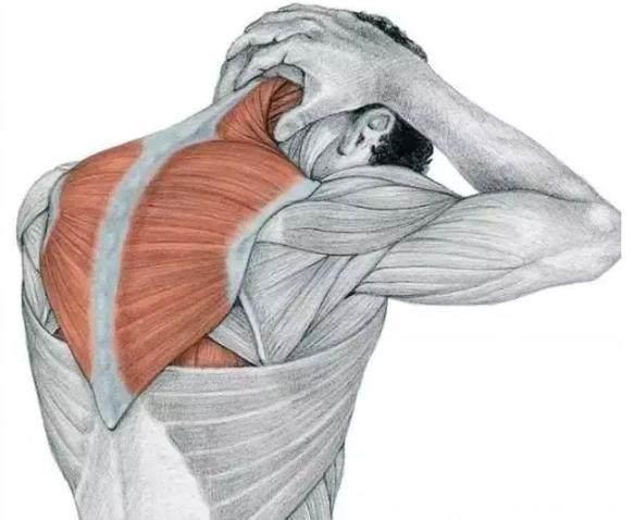 颈椎病引起颈肩疼痛，原理分析及治疗，运动员康复“颈肩拉伸操”