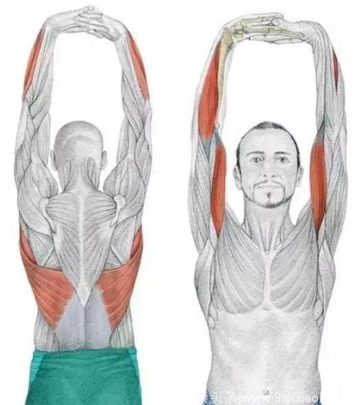 手臂上举涉及的肌肉:背阔肌,大圆肌,手指屈肌,尺侧腕屈肌,手掌的肌肉