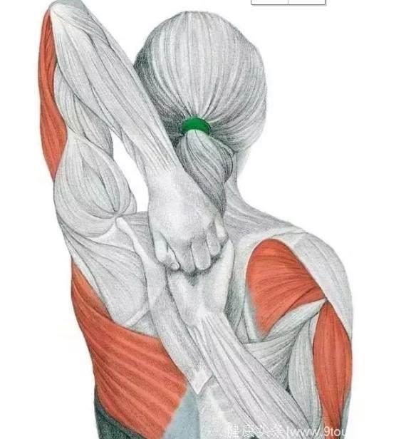 颈椎病引起颈肩疼痛，原理分析及治疗，运动员康复“颈肩拉伸操”