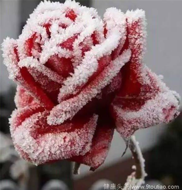 心理测试：选一朵你最喜欢的冰雪玫瑰，测你会嫁给什么类型的男人
