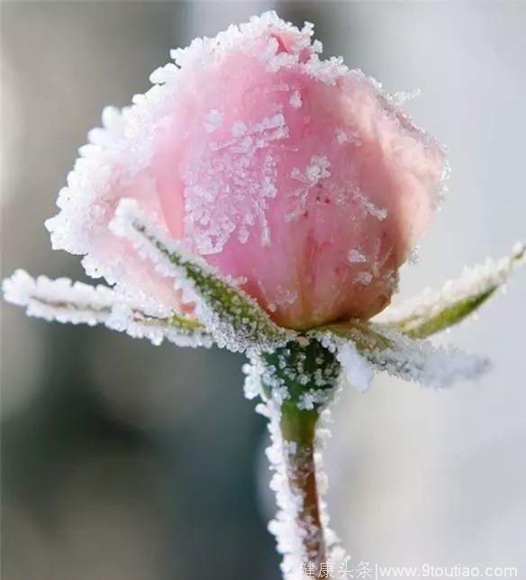 心理测试：选一朵你最喜欢的冰雪玫瑰，测你会嫁给什么类型的男人