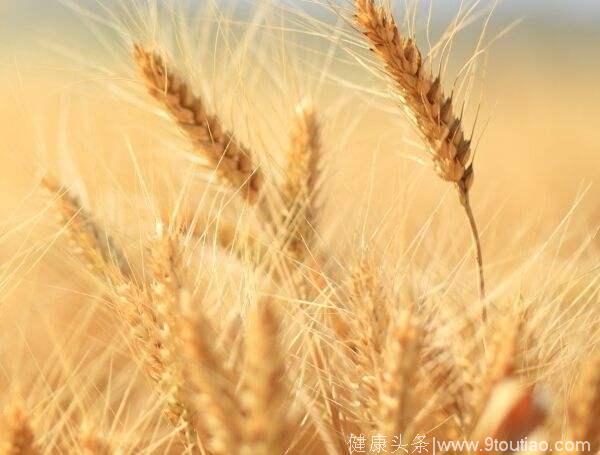 小麦具有什么食疗功效？