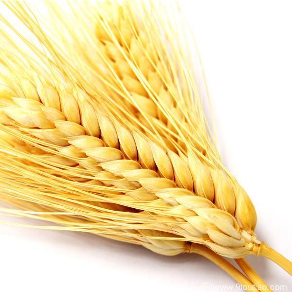 小麦具有什么食疗功效？