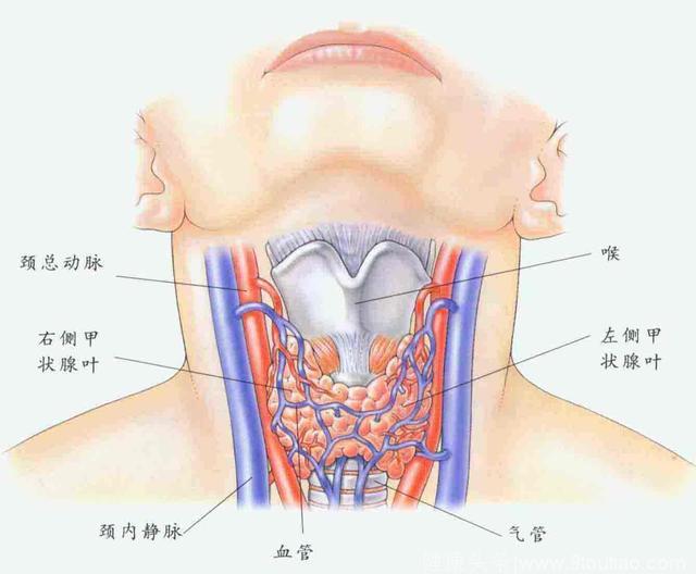 女子喉咙痛当感冒越治越痛！原来是甲状腺被病毒“破坏”