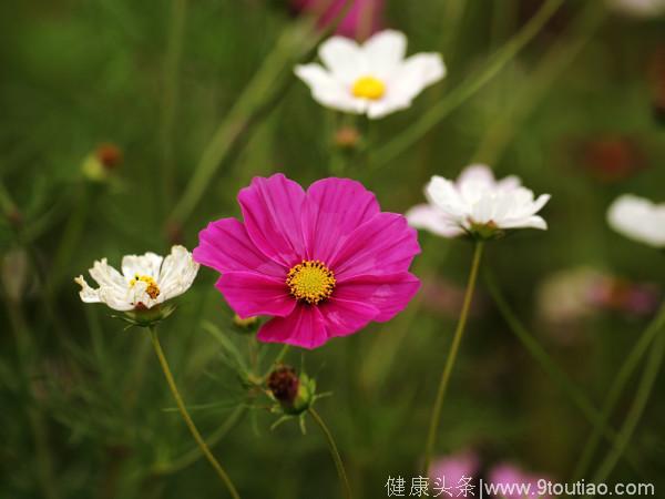 心理测试：哪朵小花最先死去？测你会不会经历二次婚姻！