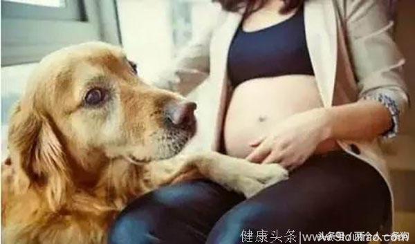 结婚怀孕以后家里养狗，对孕妇和婴儿到底会有什么危害？