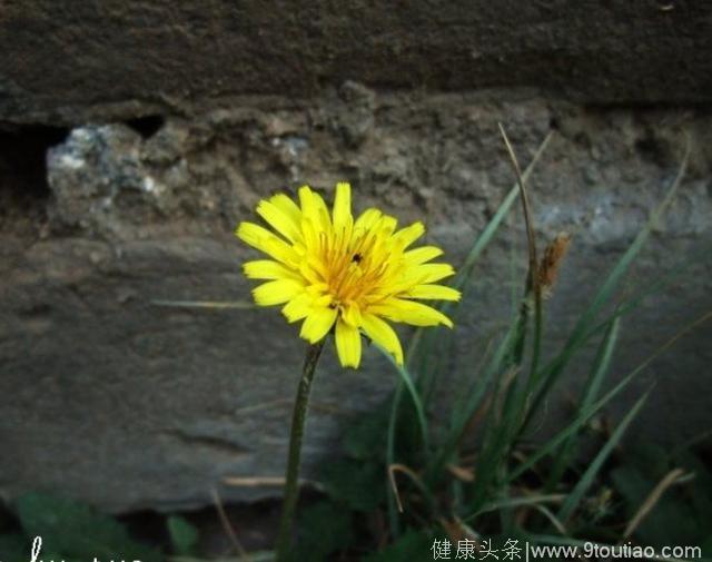 心理测试：哪朵小花最先死去？测你们的感情是不是说散就散！