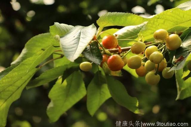 最好吃的樱桃，竟然藏在中国的这几个地方