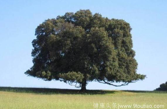 心理测试：假如有4棵树，哪棵年龄最大？测你老了靠什么养自己！