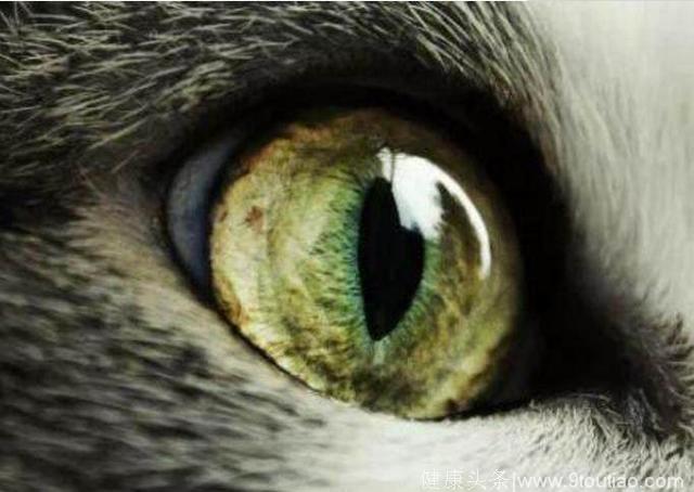 心理测试：哪一只猫眼最好看？测试你身边最爱你的人是谁？