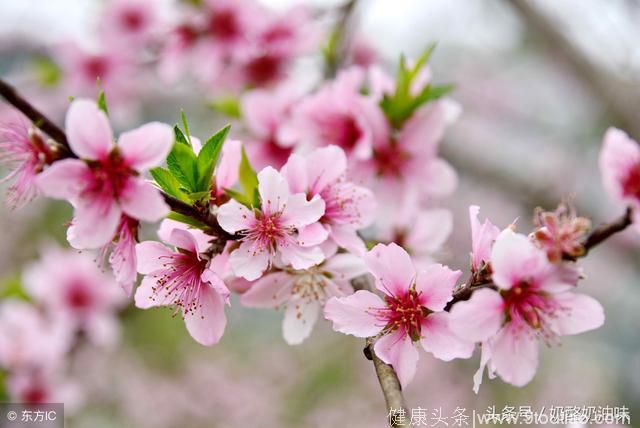 心理测试：那枝桃花开的最美，测试你的桃花旺在哪里！什么方向！