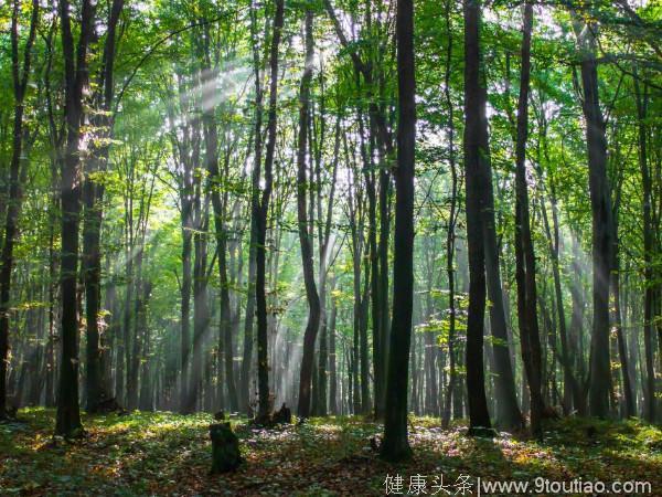 心理测试：哪一片森林更美，测你的缘分会在哪里发生！