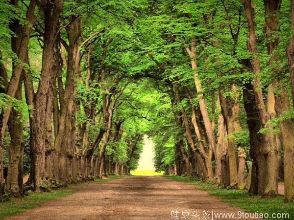 心理测试：哪一片森林更美，测你的缘分会在哪里发生！