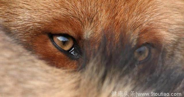 心理学：哪双狐狸眼让你感觉不适？一眼看出别人眼中的你智商有多高