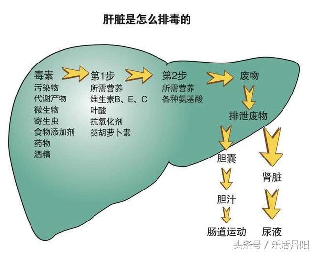 肝不好的时候，身上会一处地方会产生“沟壑”，一味中药赶走肝病