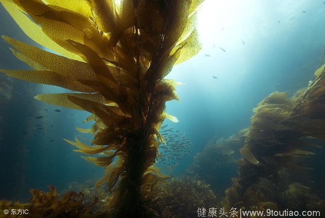 有冠心病你莫慌，海带切丝吃得香，连吃半年病跑光