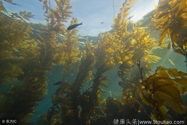 有冠心病你莫慌，海带切丝吃得香，连吃半年病跑光