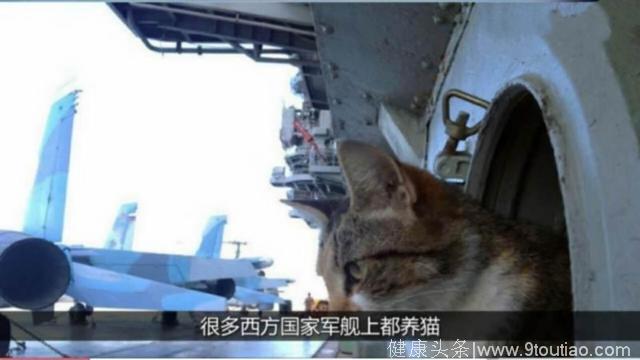 为了海军的心理健康，这些“舰猫”一生都呆在海上，太可怜了！