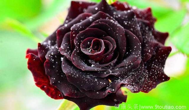 心理测试：4朵黑玫瑰，哪朵最妖娆？测哪种男人才能配的上你！