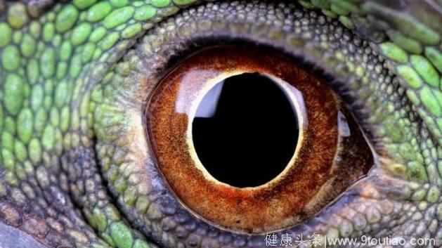 心理测试：假如有4只眼睛，哪只是蛇眼？测你最近哪方面运势最强