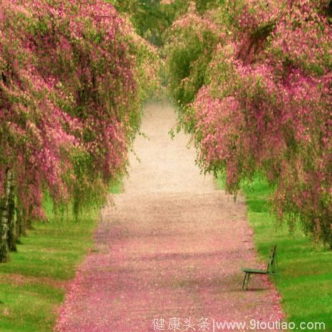 心理测试：4条花间小路，你最想走哪条？测你近期会有桃花运吗？