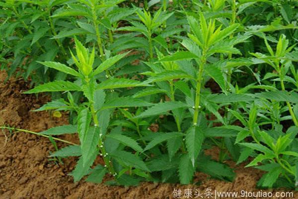 农村这野菜是农民的下饭菜，能活血通经，祛风除湿，活血止痛