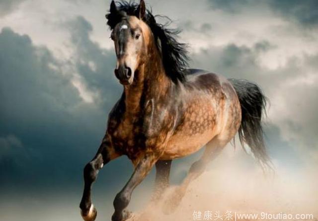 心理测试：哪匹马最有灵性？测你性格中最精明的特质！