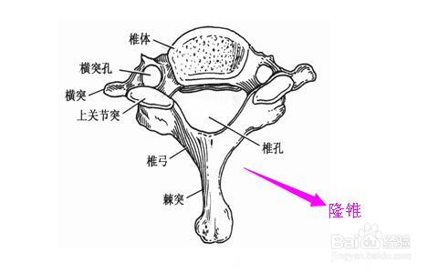 颈椎病？难受？带你真正认识自己的颈椎，一眼看清脖子疼