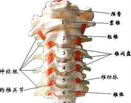 颈椎病？难受？带你真正认识自己的颈椎，一眼看清脖子疼