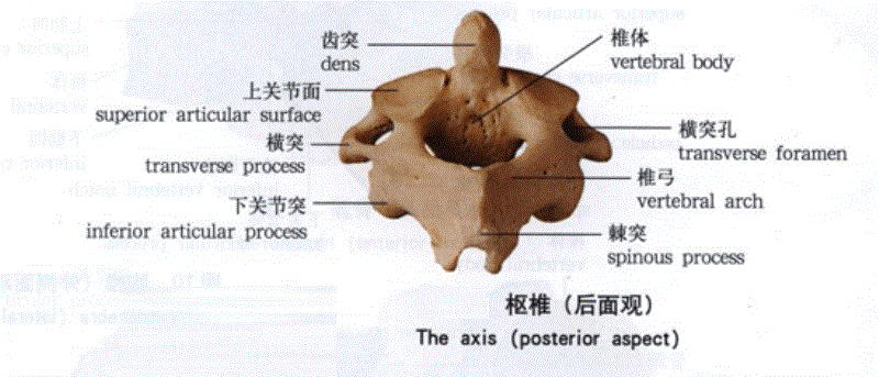 颈椎病？难受？带你真正认识自己的颈椎，一眼看清脖子疼